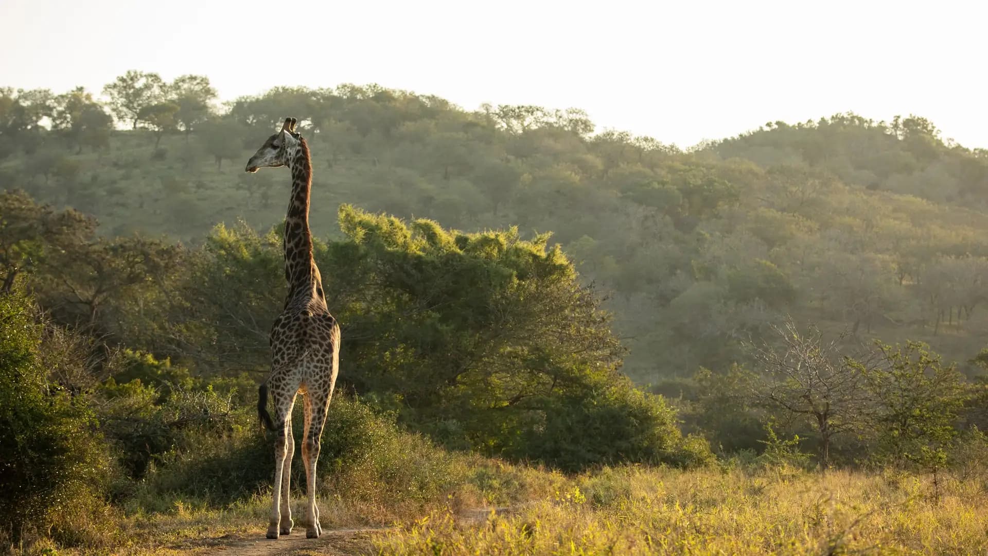 South Africa