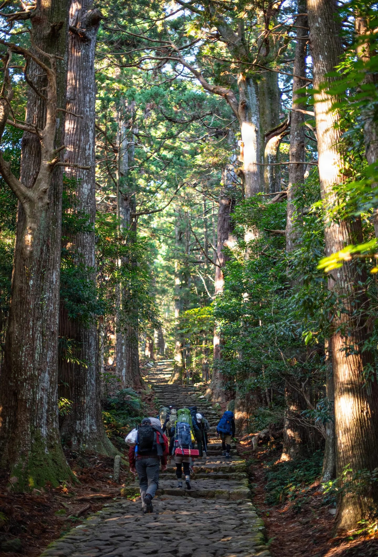Tall cedars on the Kumano Kodo