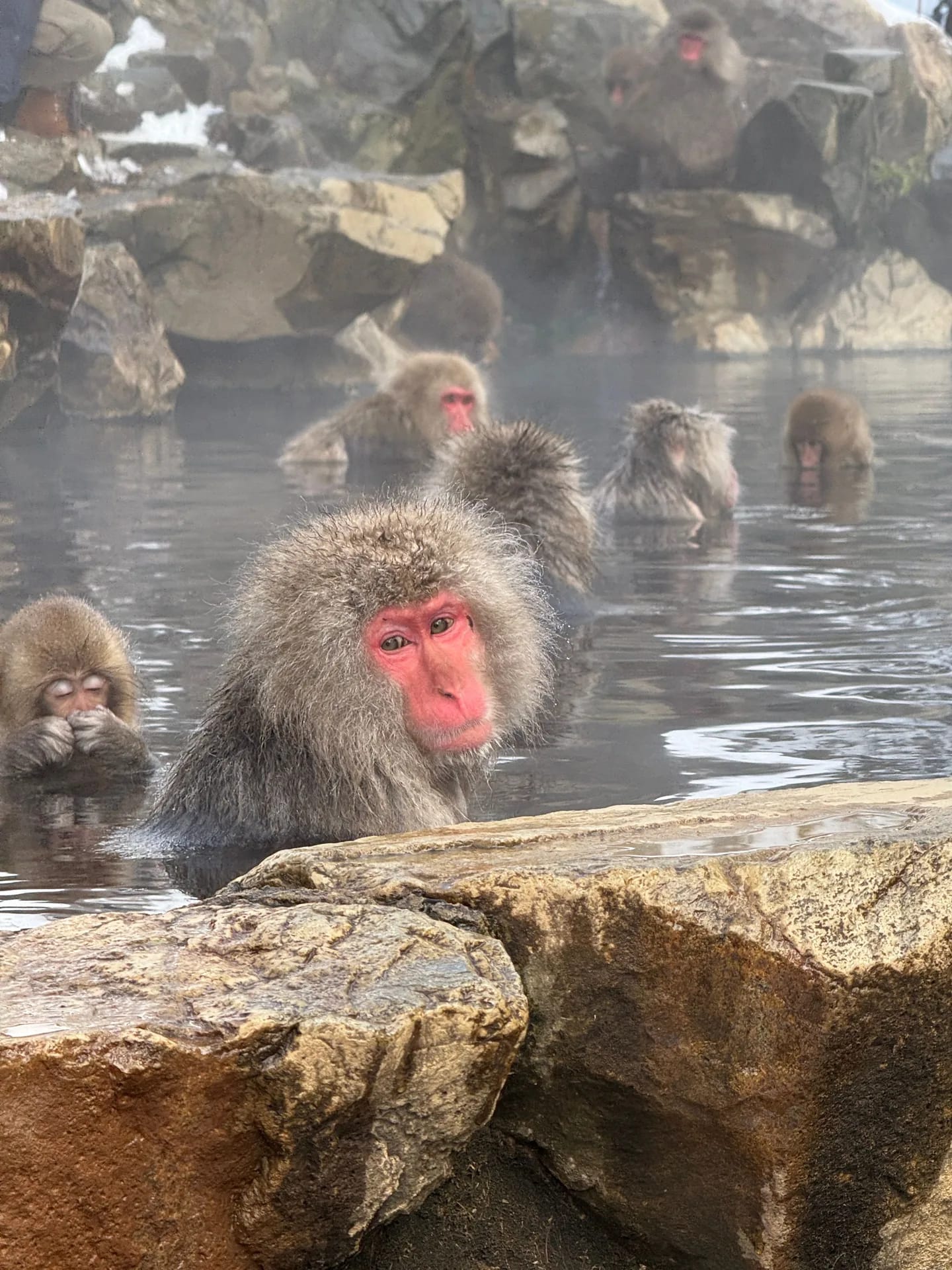 Snow monkey in a hot bath at Jigokudani