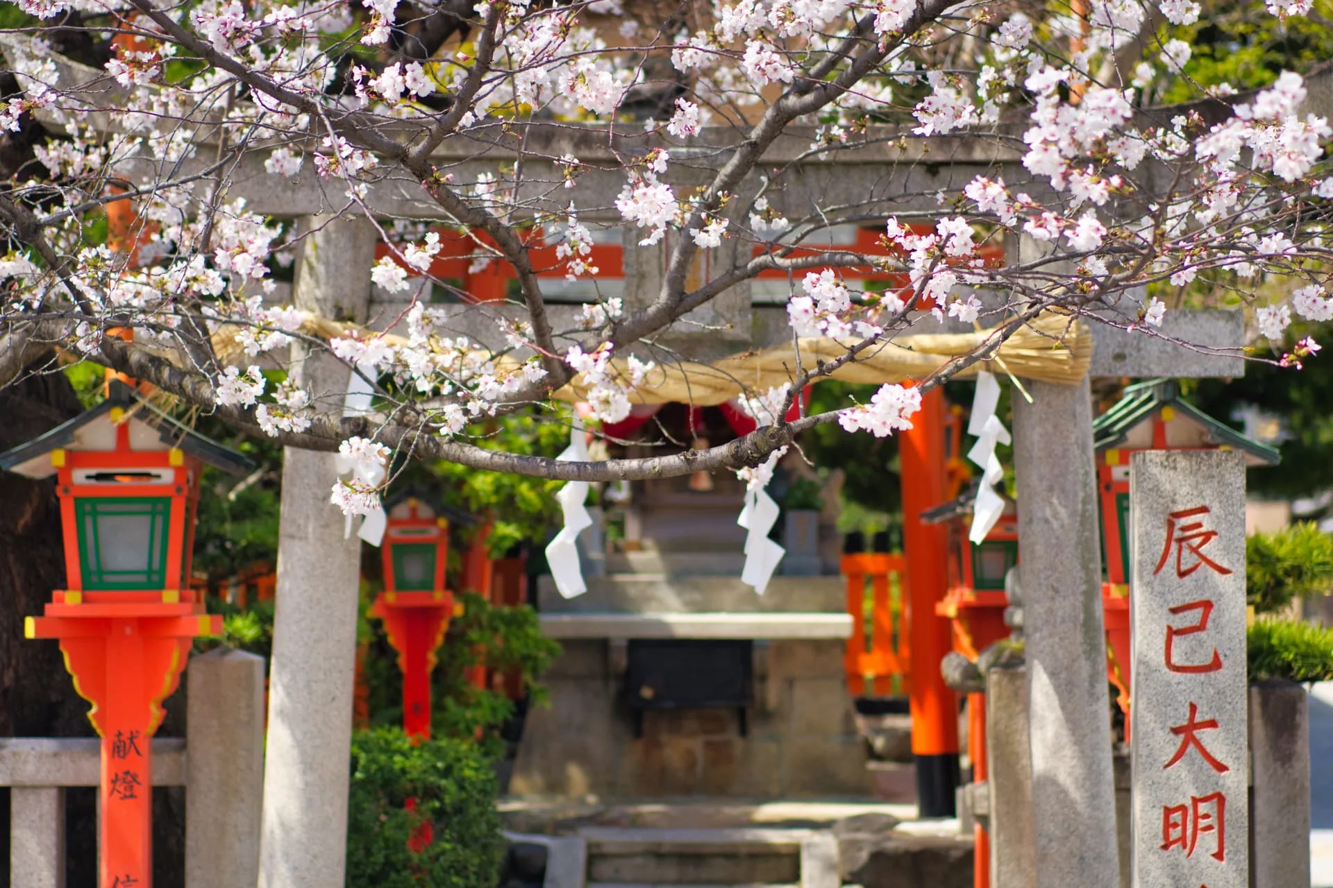 Cherry blossom and red lanterns at a shrine in Kyoto