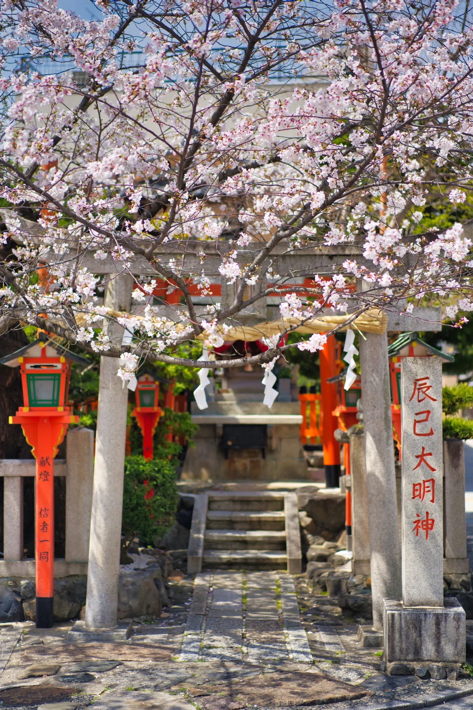Cerezo en flor sobre la puerta de piedra de un santuario en Gion