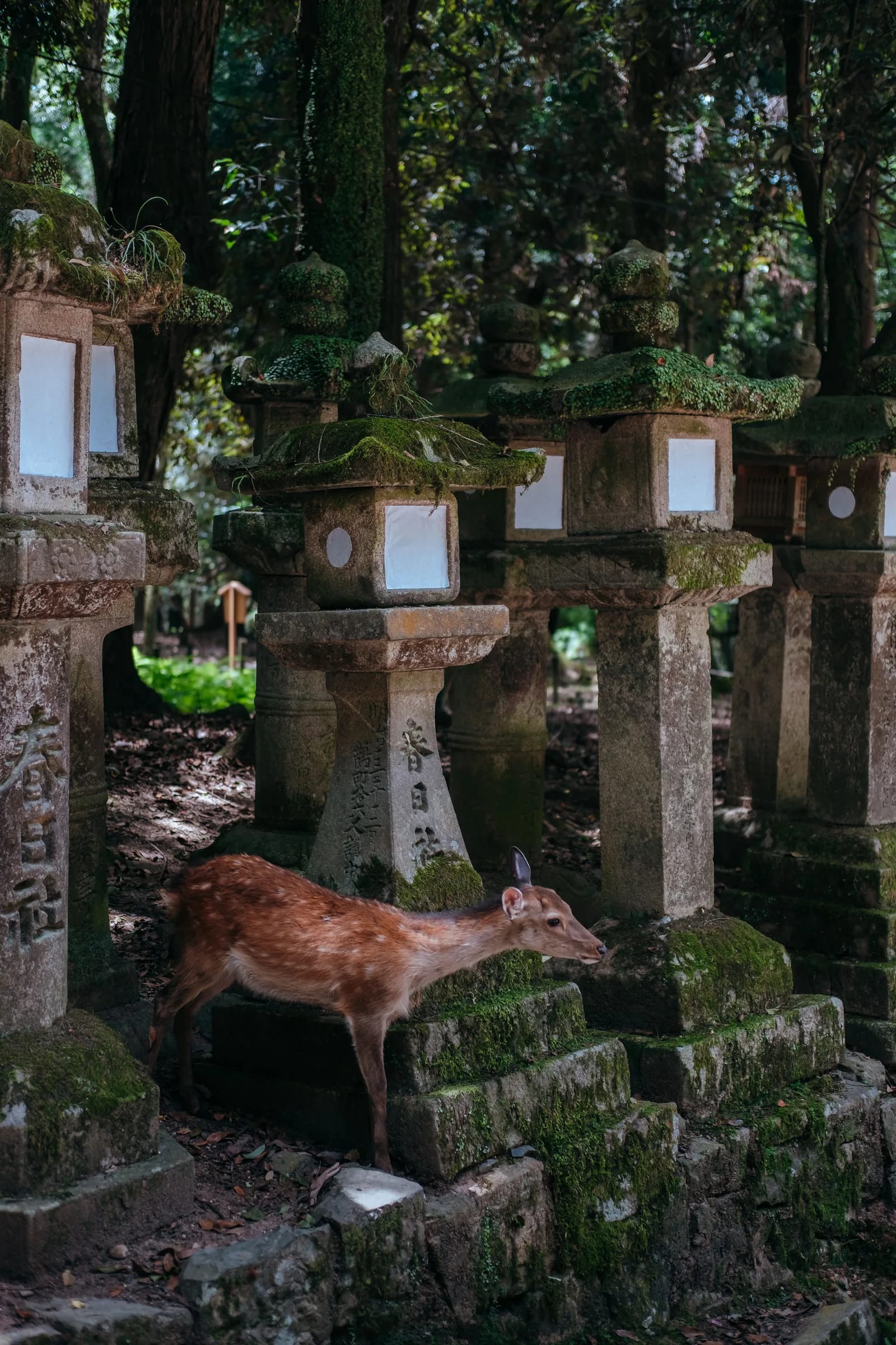 Ciervo entre linternas de piedra cubiertas de musgo en el bosque de Kasuga