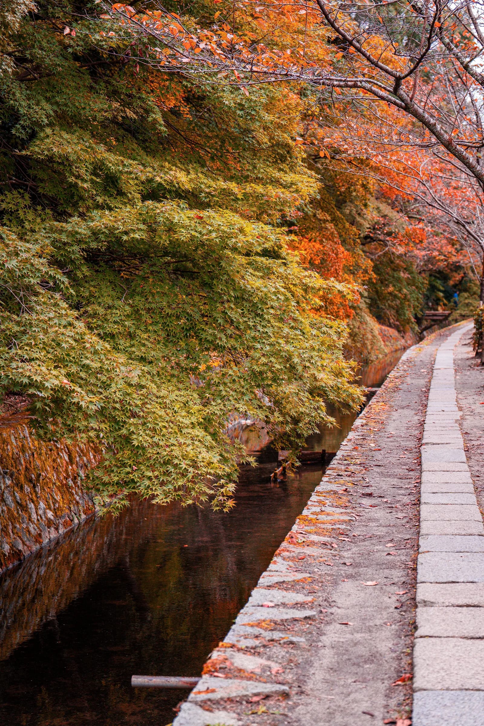 Senda de piedra junto a un canal bajo arces de otoño