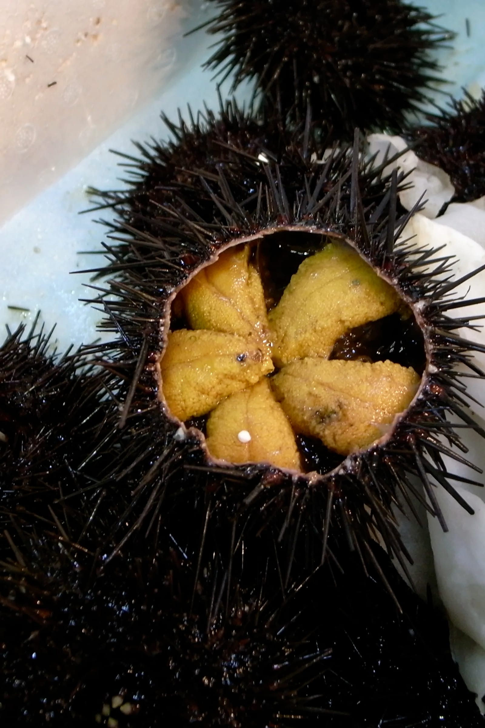 Freshly opened sea urchin at Tsukiji market