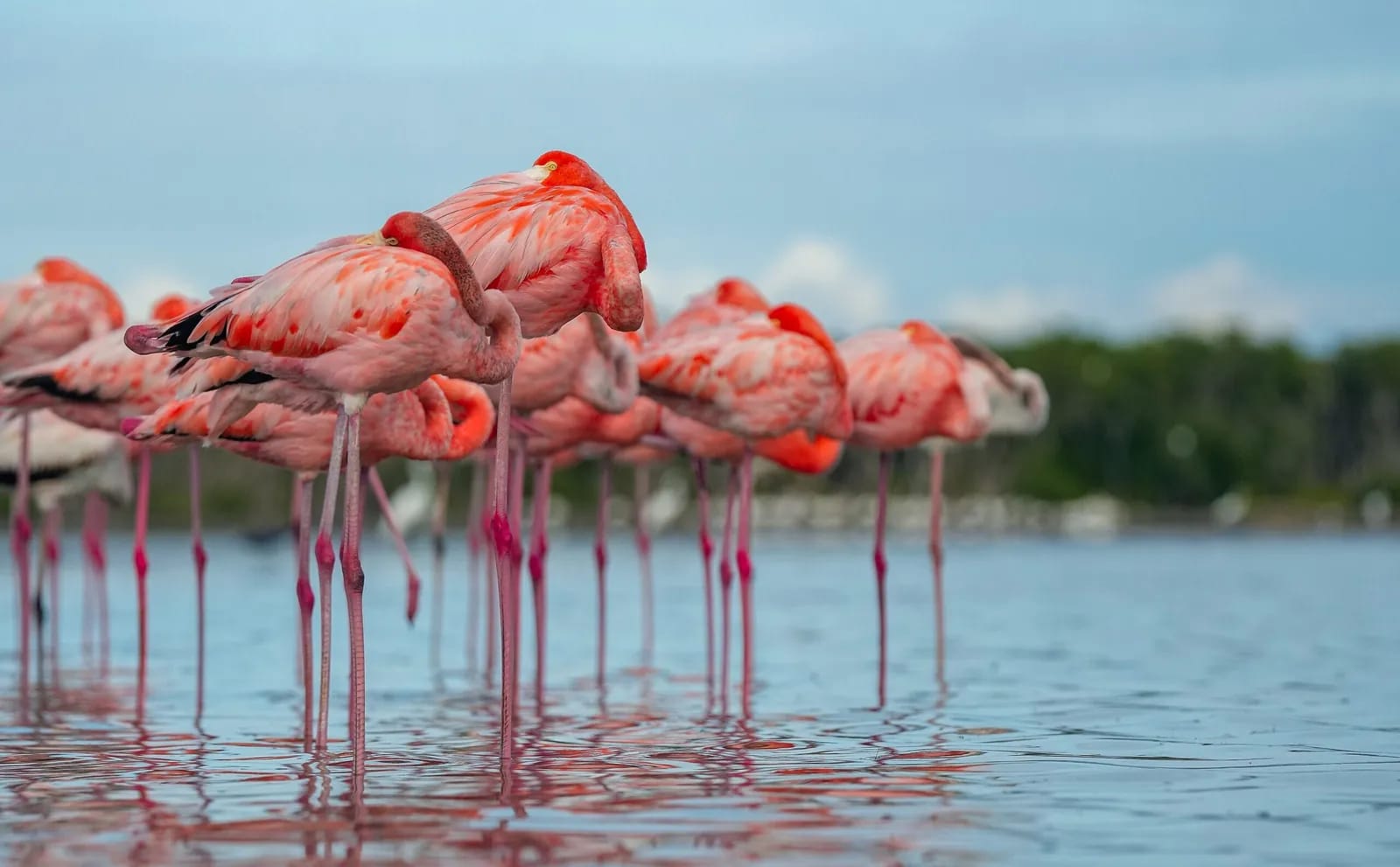 Flamingos, Everglades National Park