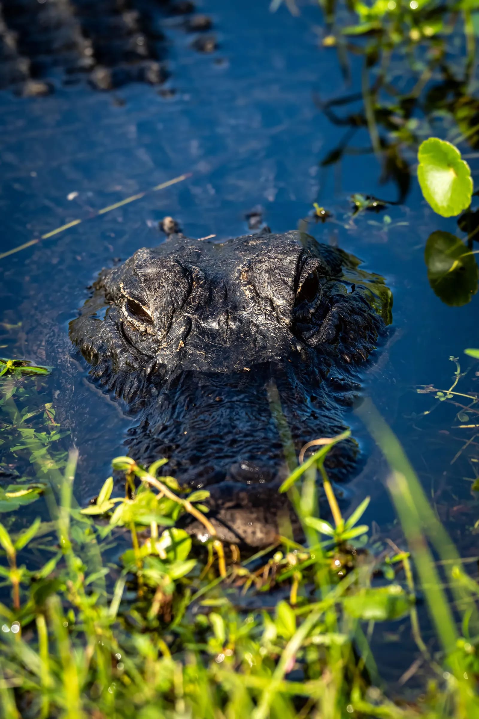 Alligator im Wasser der Everglades