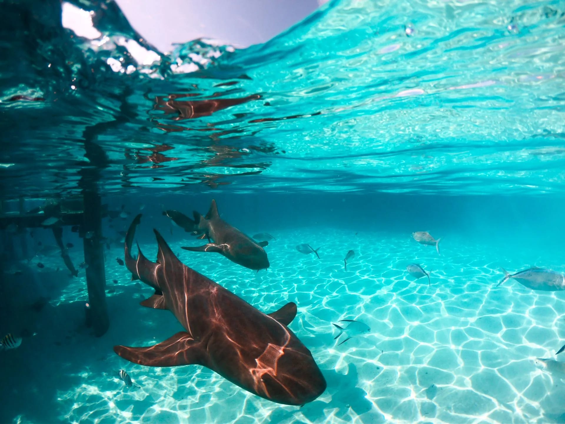 Nurse sharks below a dock in the clear water of the Bahamas