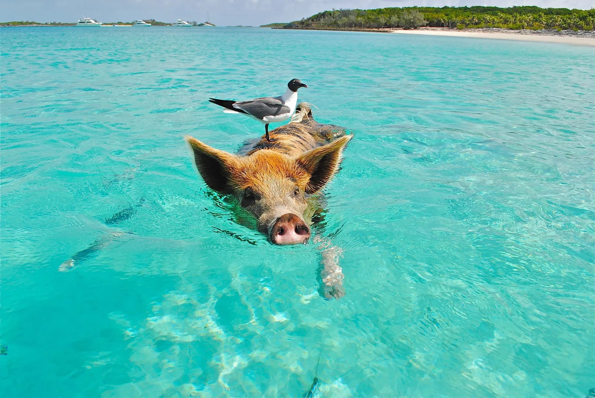 Swimming pig with a gull in the turquoise water of the Exumas