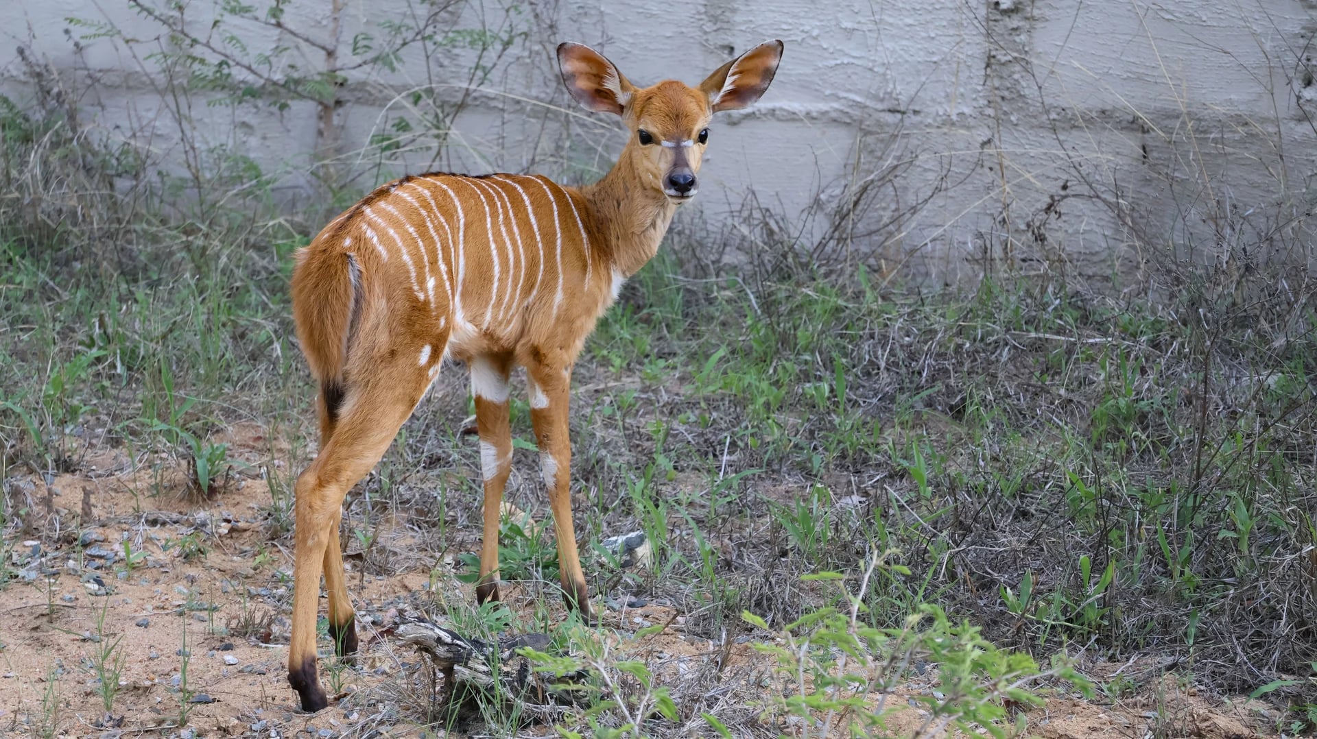 Nyala in Südafrika