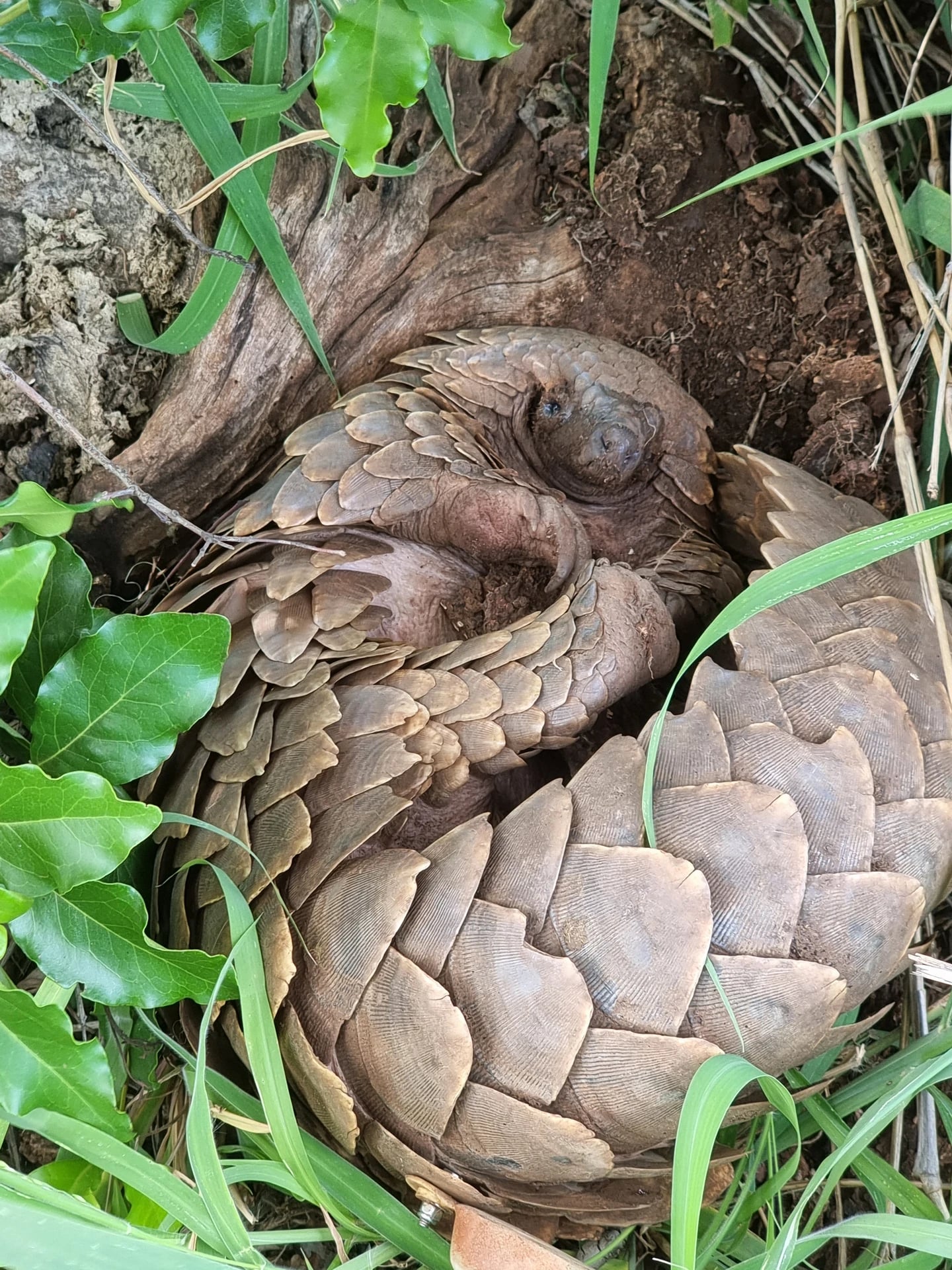 Schuppentier in Südafrika