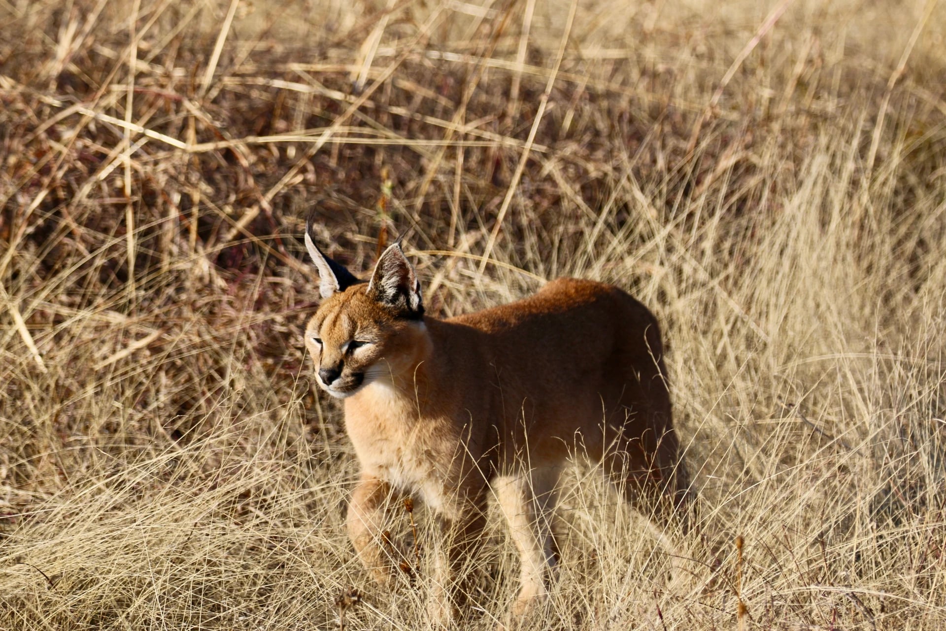 Serval und Caracal in Südafrika