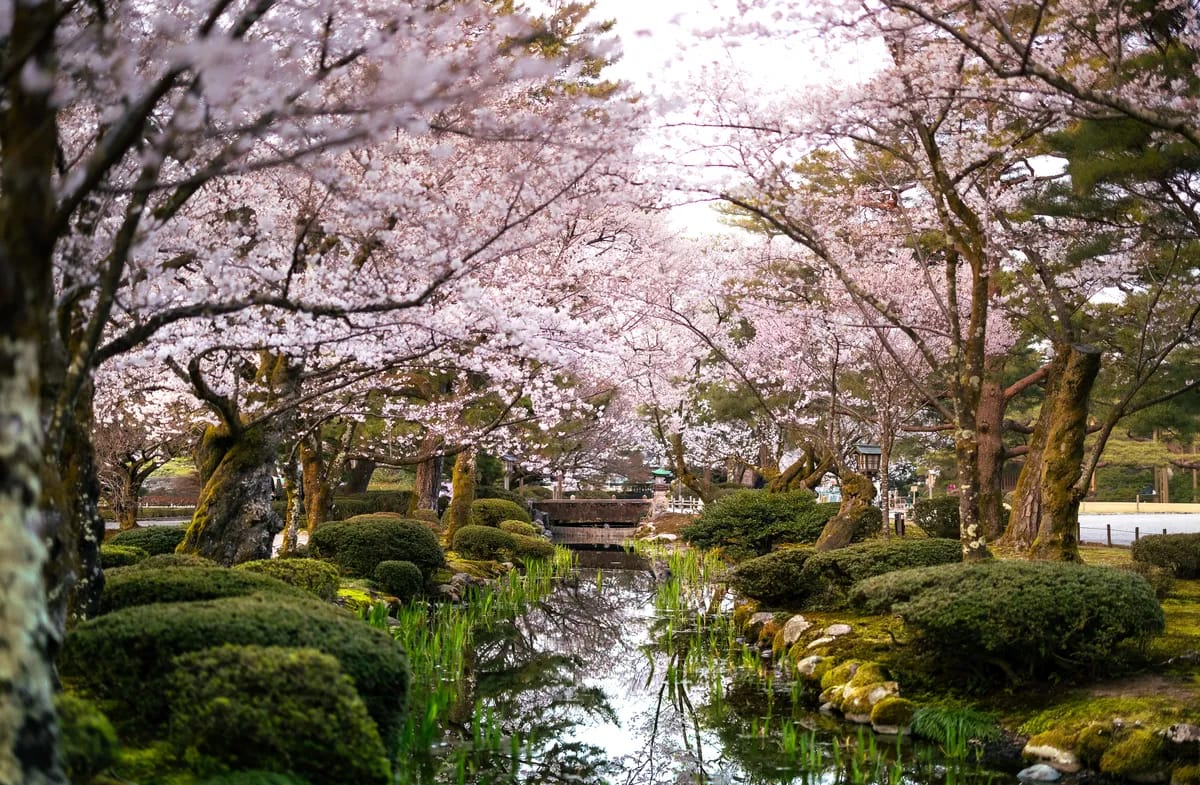 Kenroku-en in Kanazawa in cherry blossom