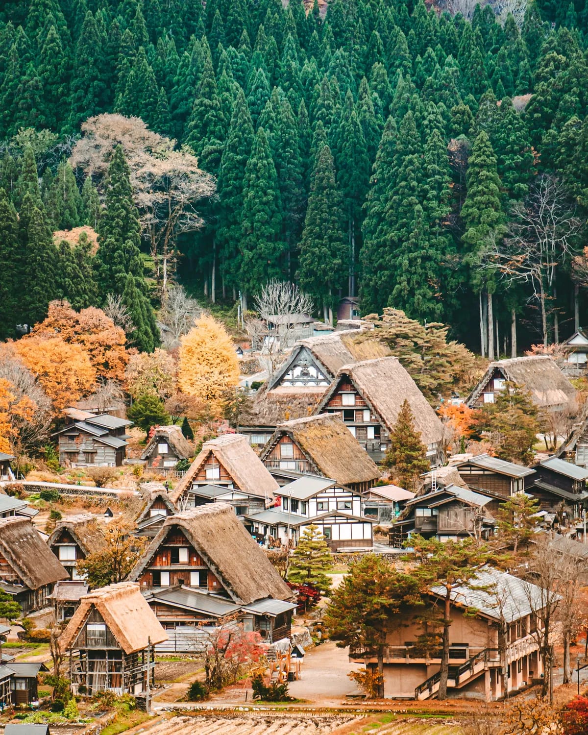 The roofs of Shirakawago in autumn