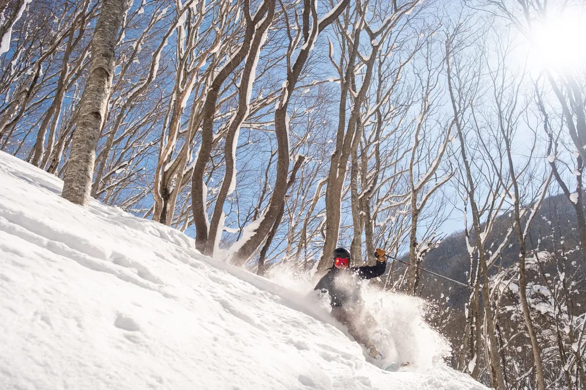 A skier in powder snow near Niseko