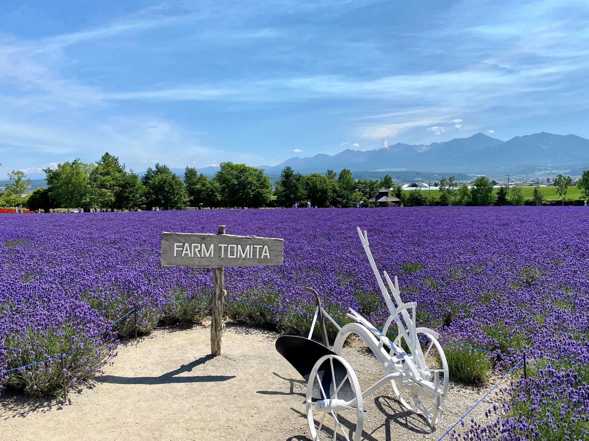 A lavender field in Furano