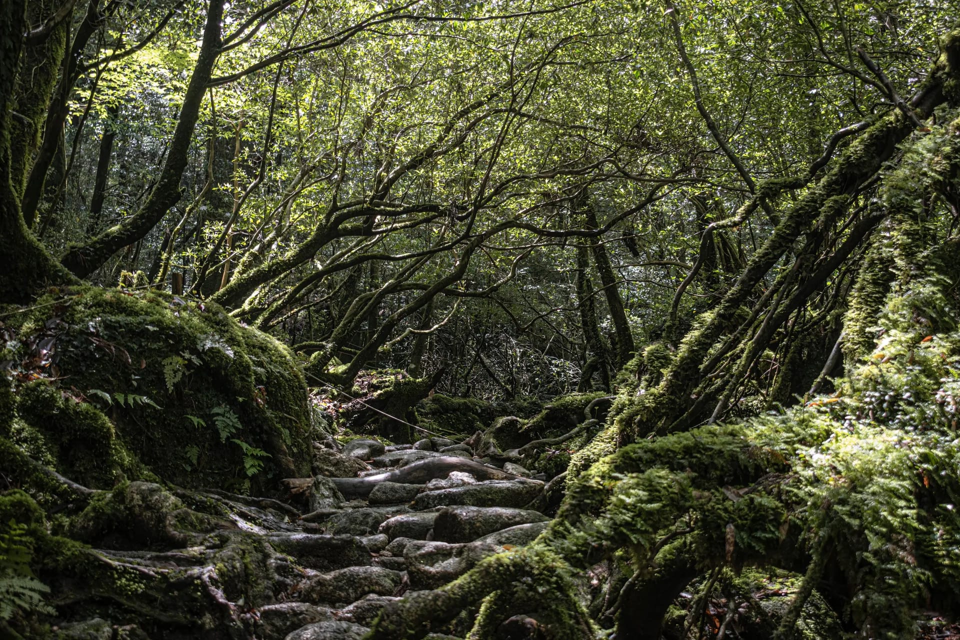 The moss forest on Yakushima