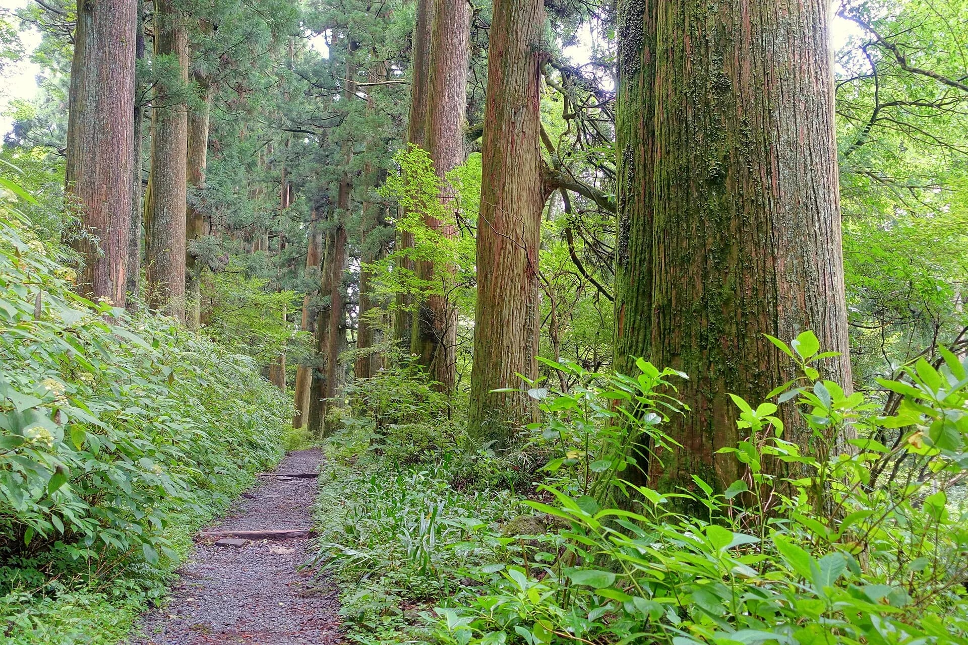 Cedar avenue of the old Tokaido, Moto-Hakone