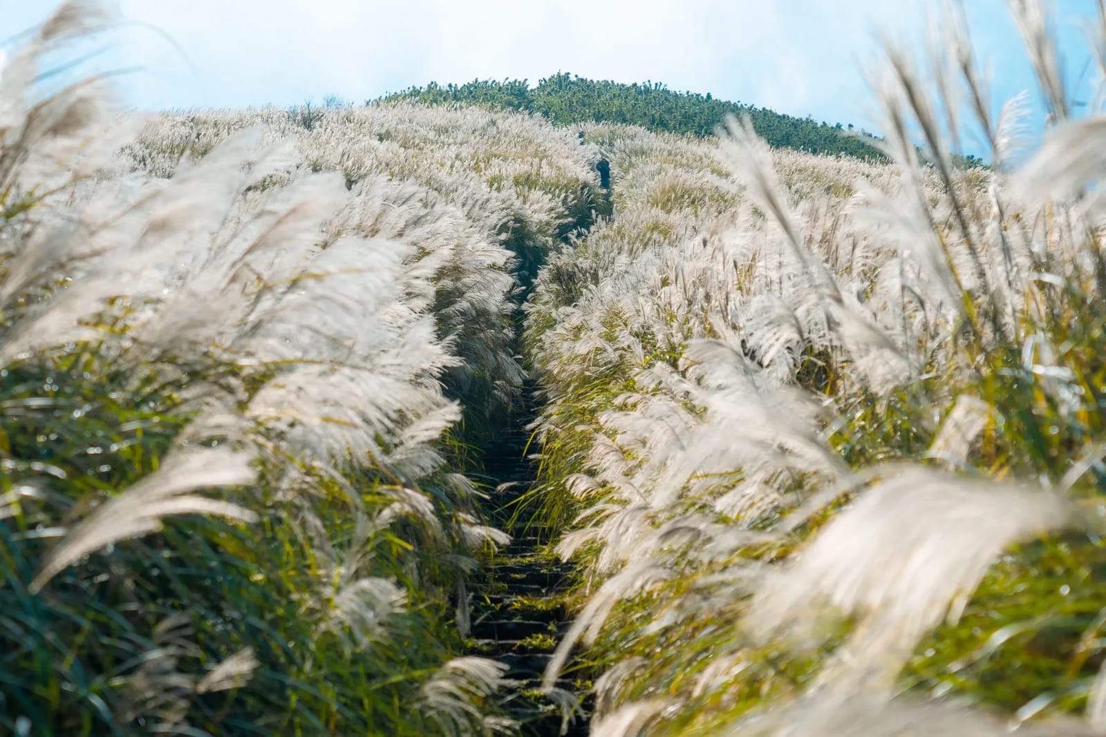 Pampas grass in morning dew, Sengokuhara