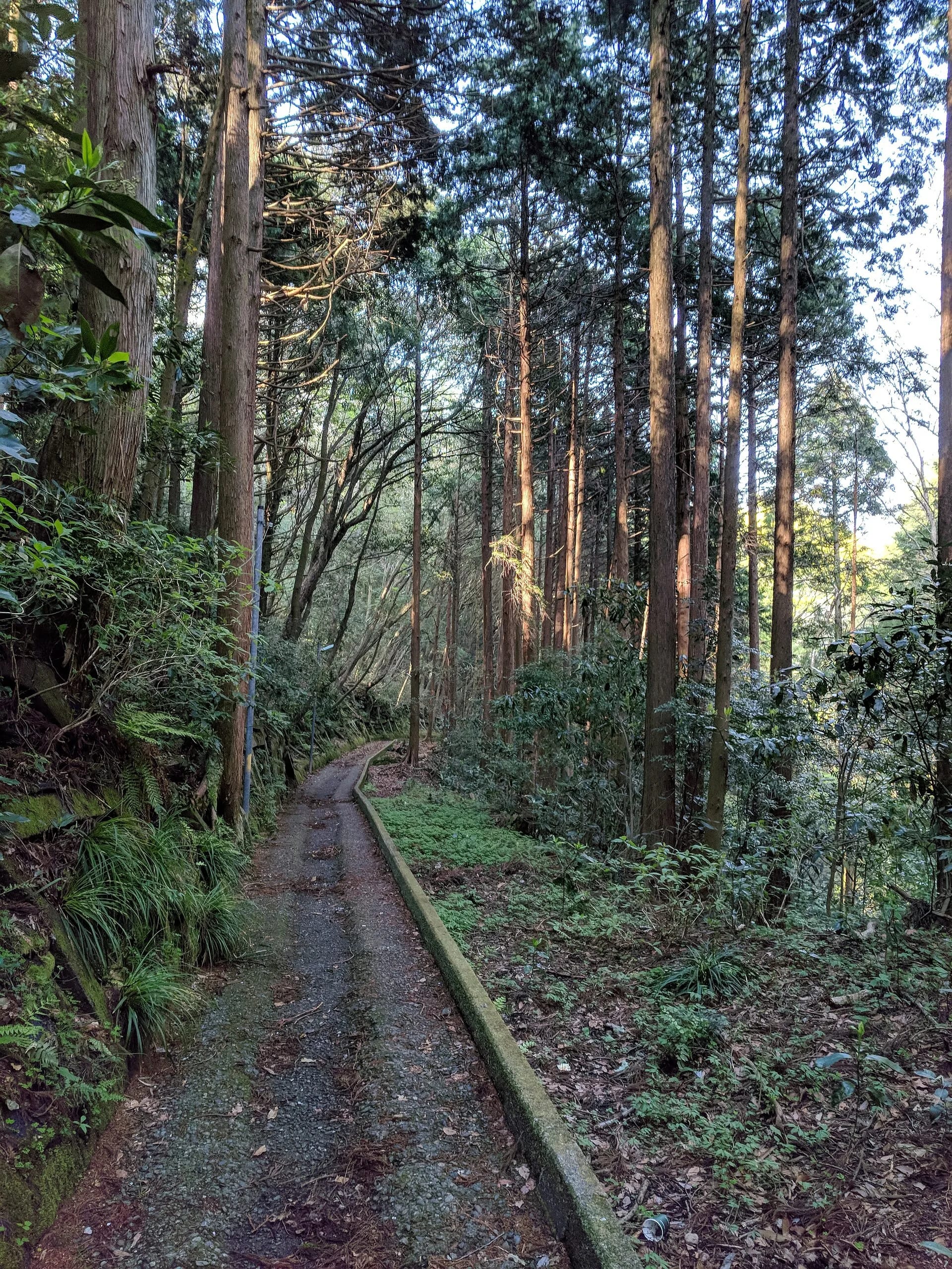The woodland trail at Pola, Sengokuhara