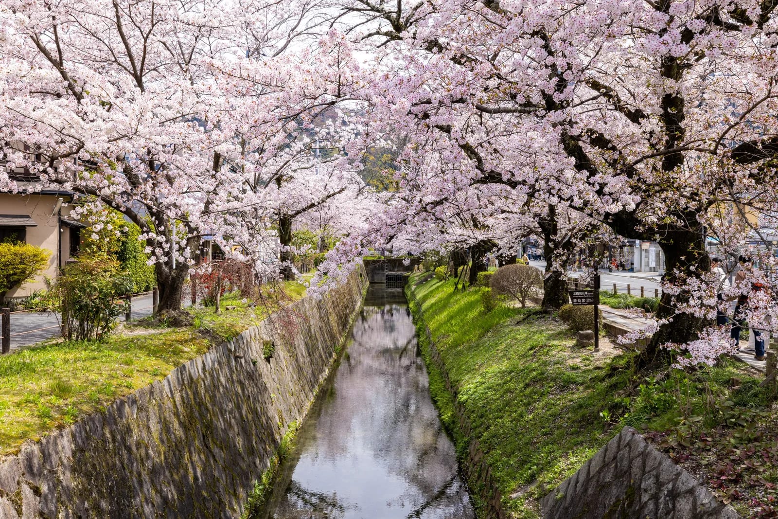Primavera