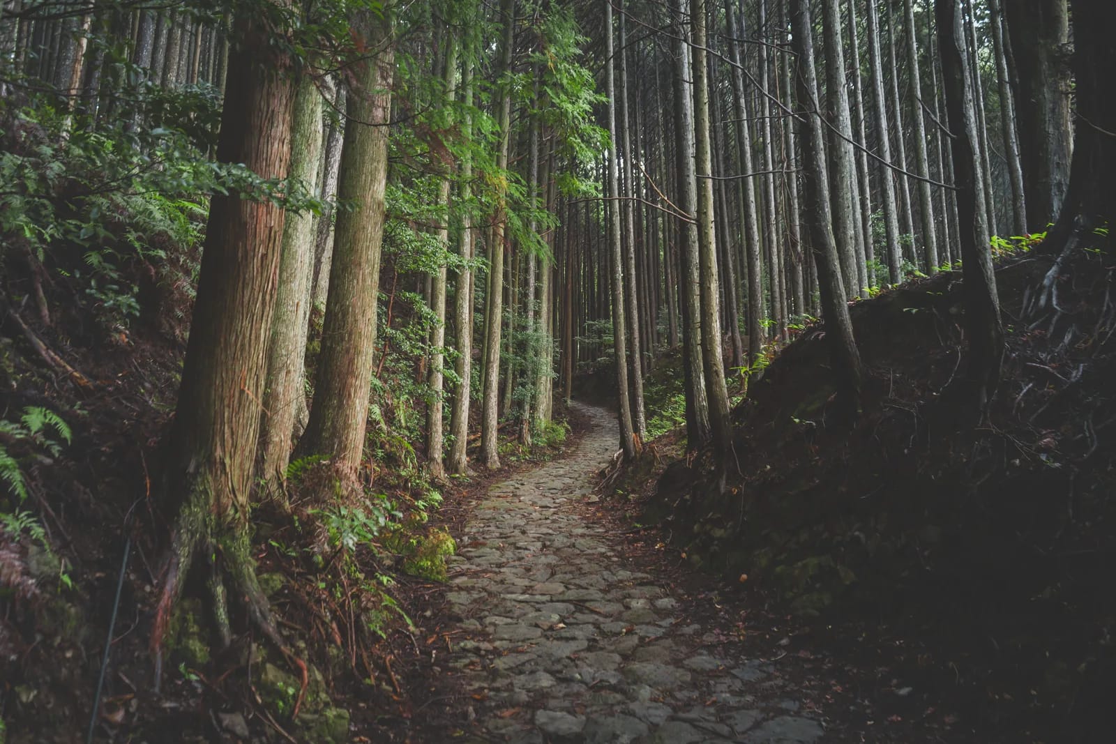 De Kurama a Kibune, Montes Kitayama, norte de Kioto