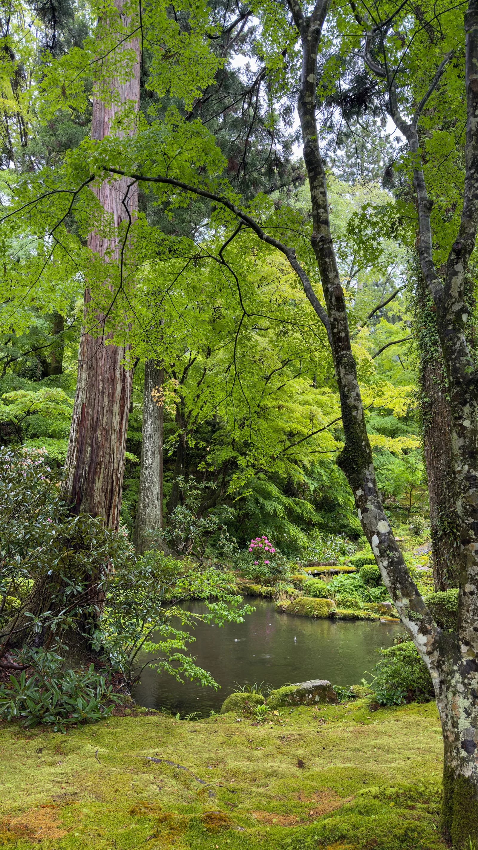 Kokedera, el jardín de musgo, Matsuo, oeste de Kioto