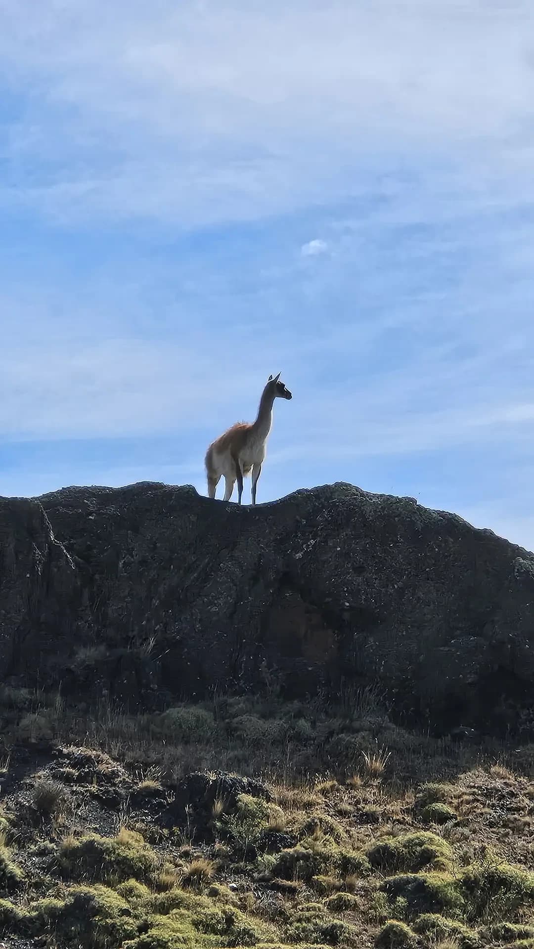 Wildlife in Patagonia