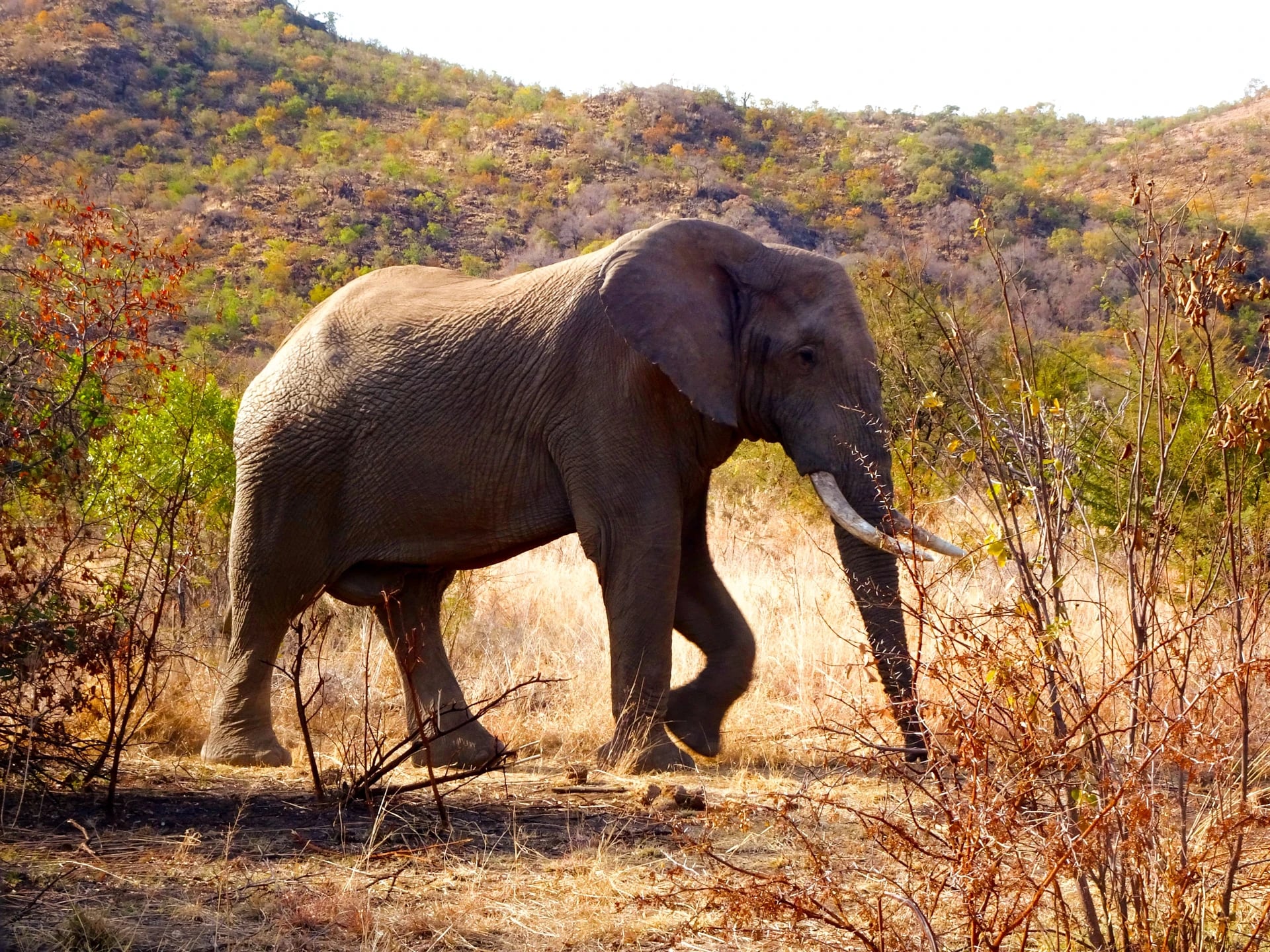 Elefant in Südafrika