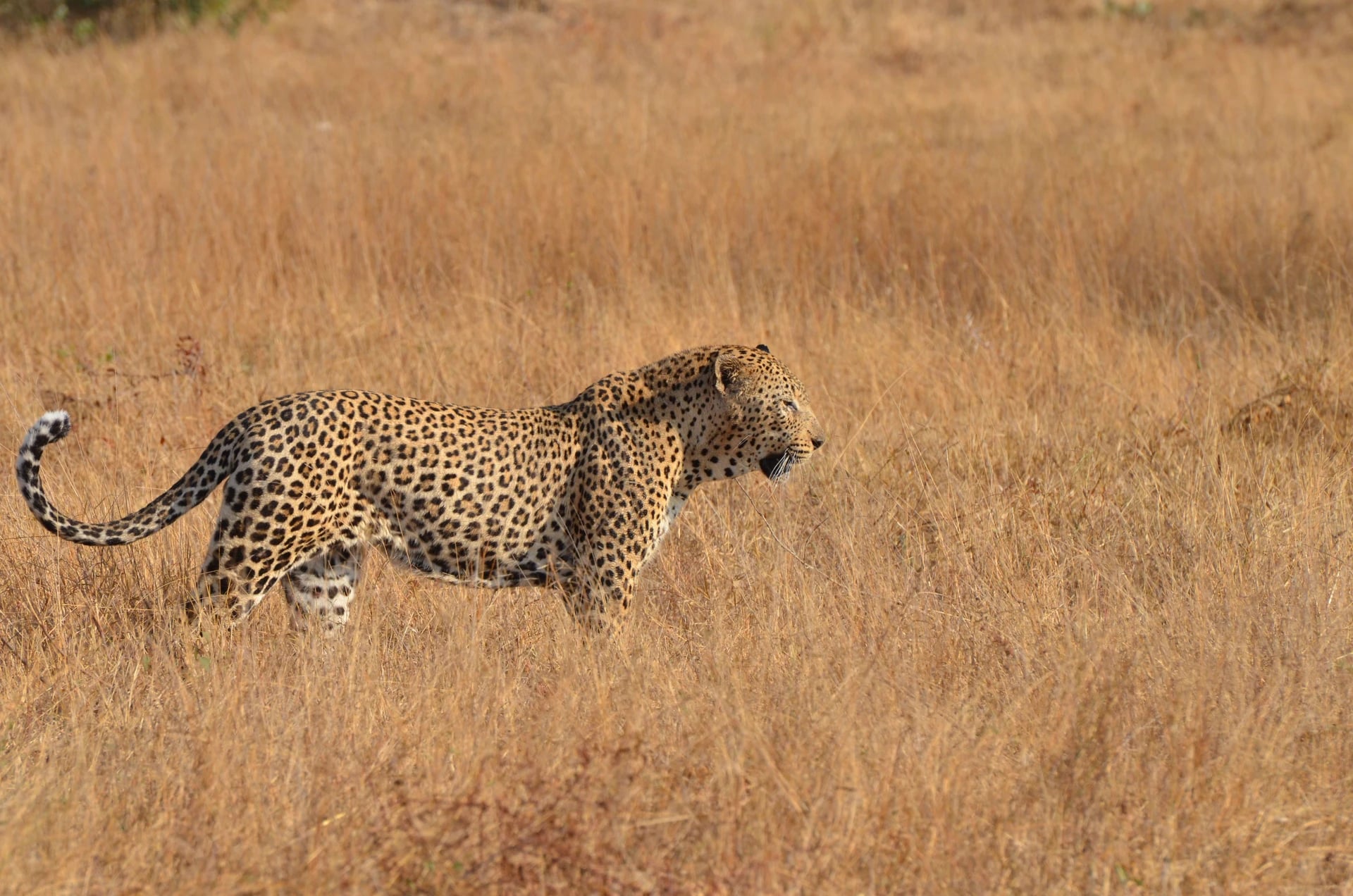 Leopard in Südafrika