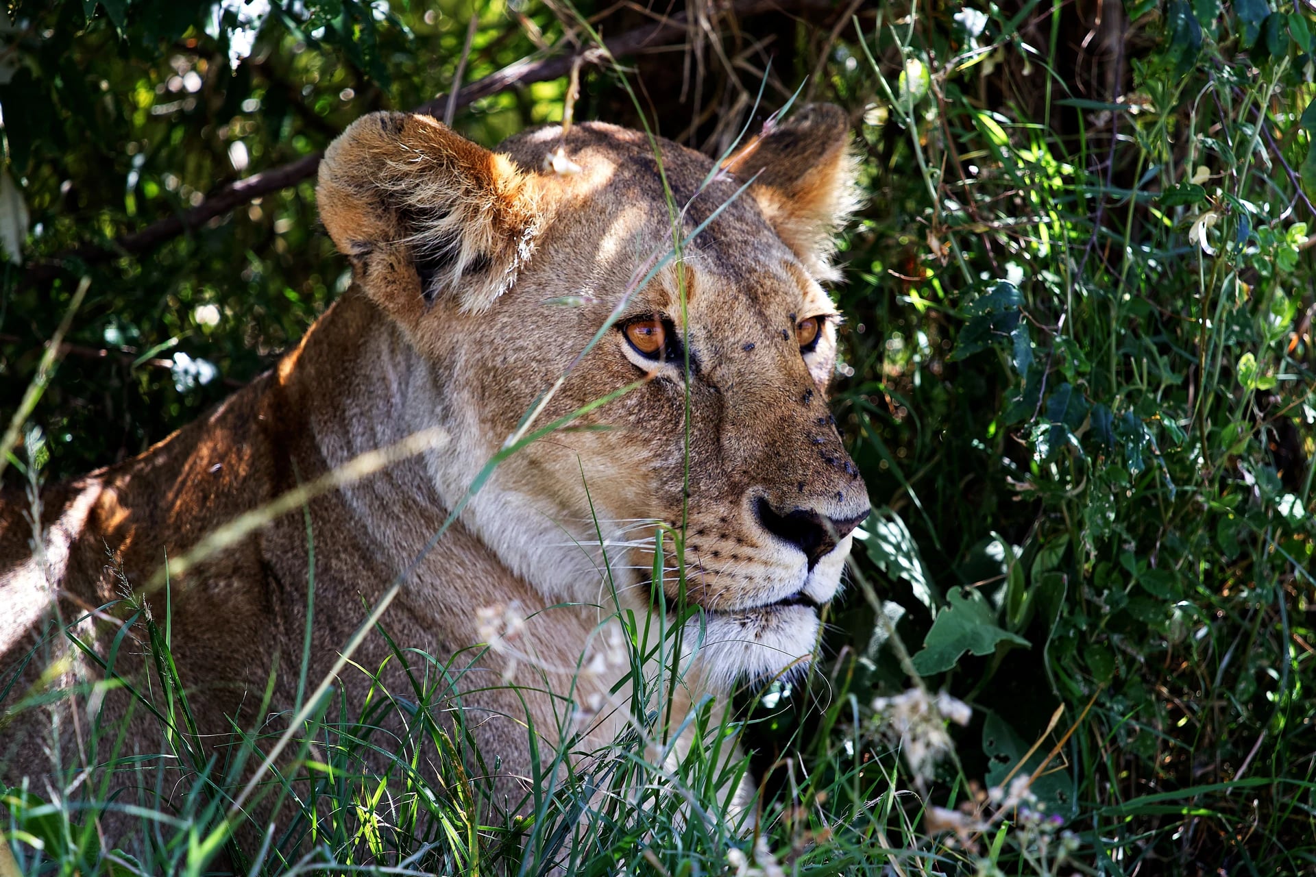 Löwe in Südafrika