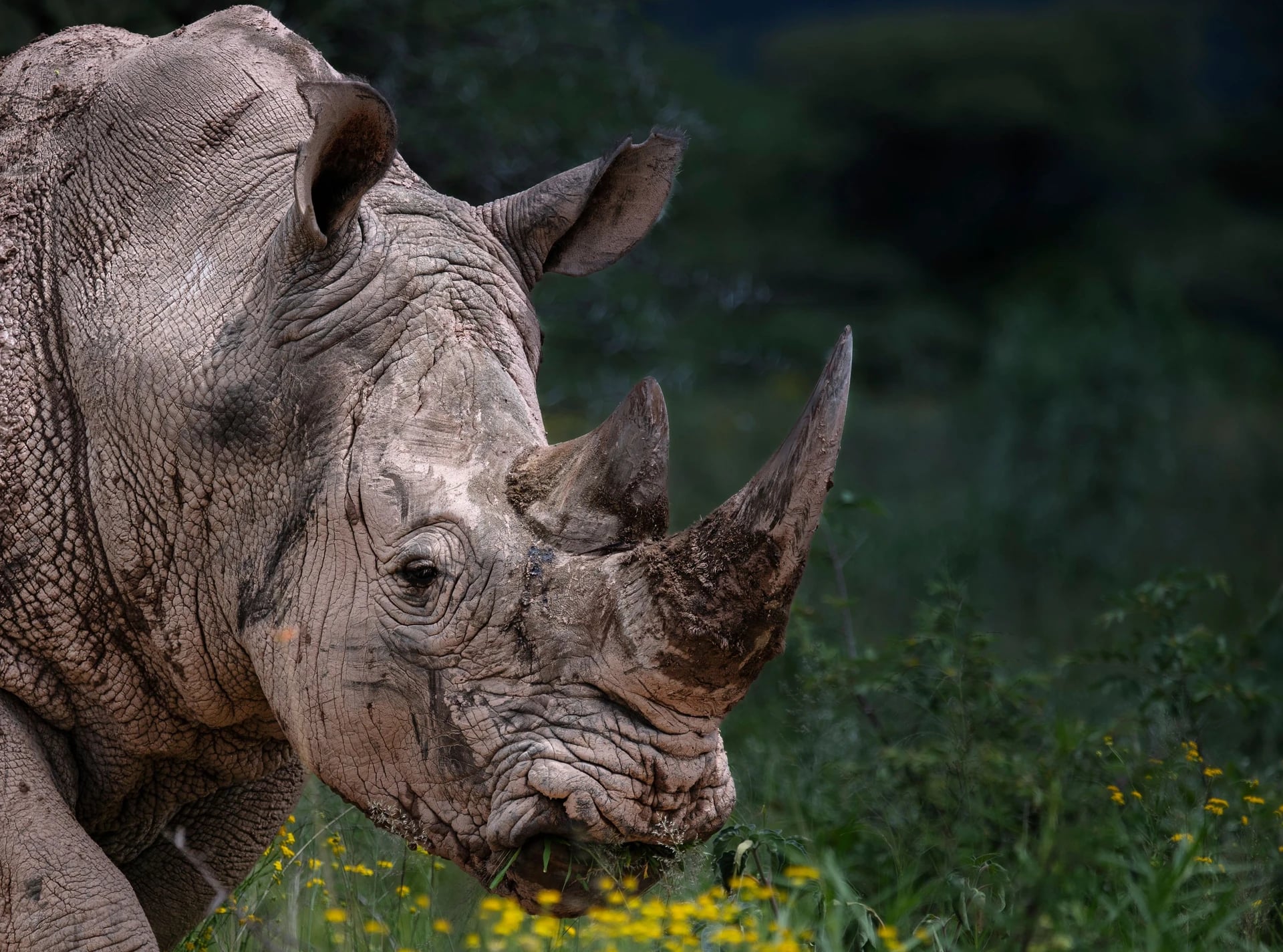 Nashorn in Südafrika