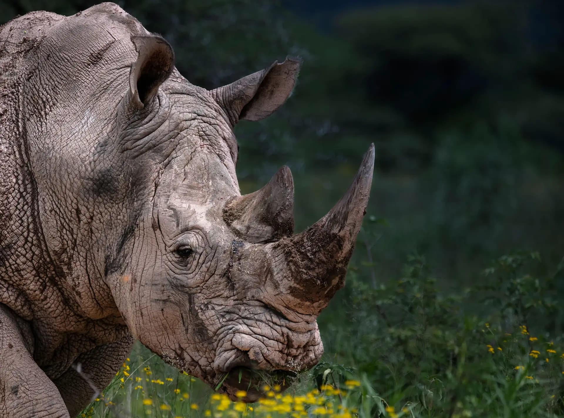 The Big Five