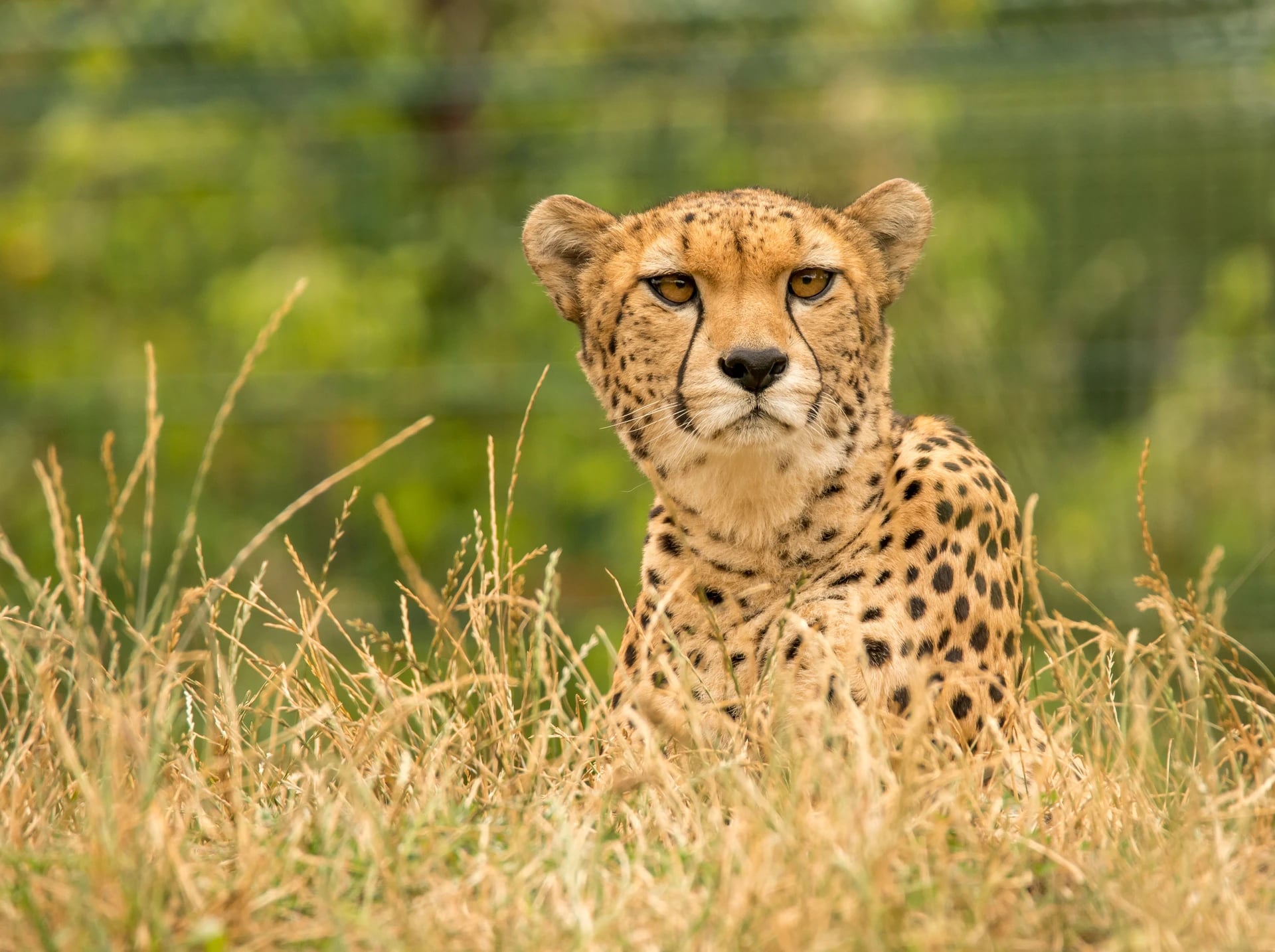 Gepard in Südafrika