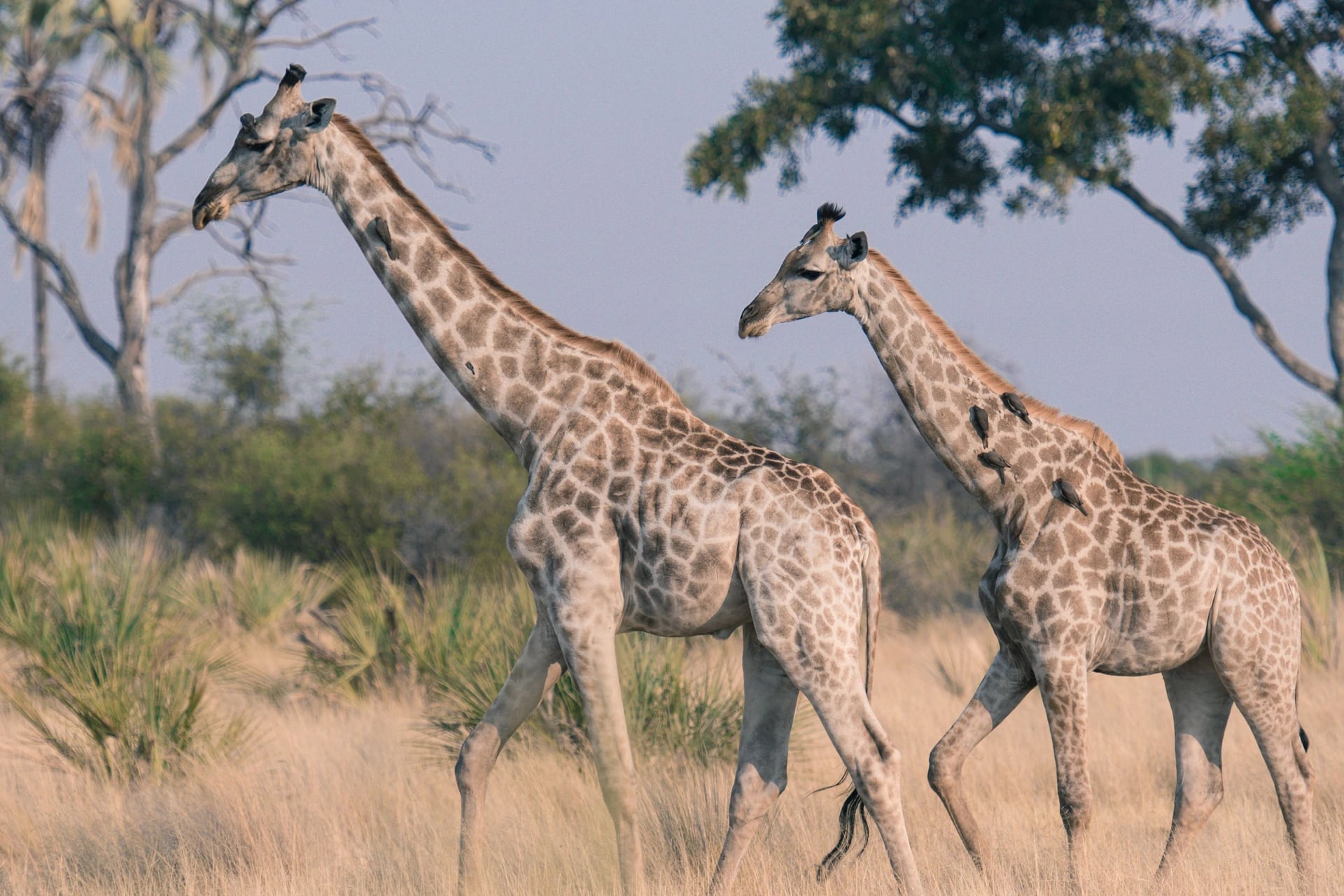 Giraffe in Südafrika