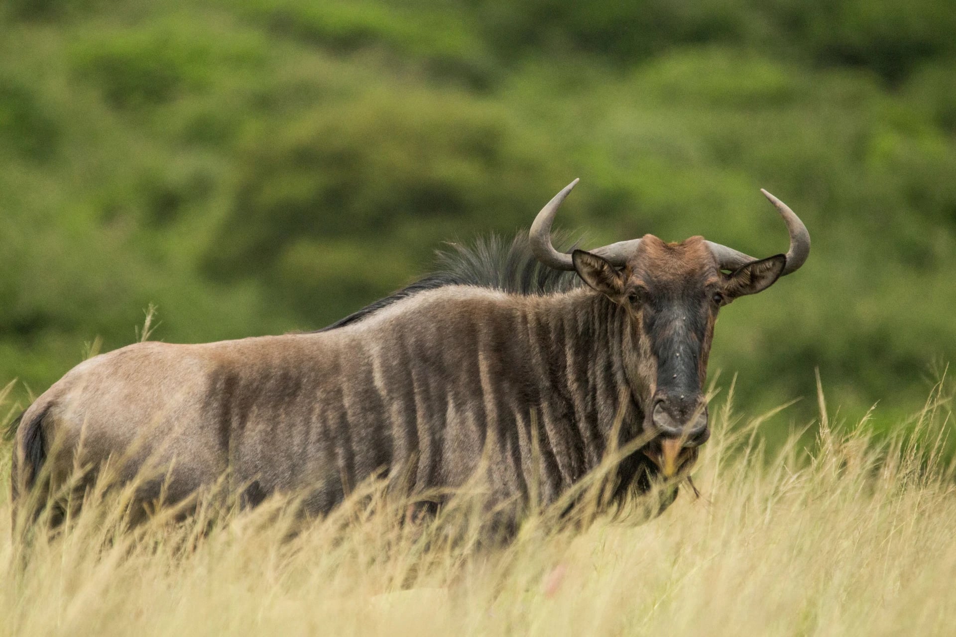 Gnu in Südafrika