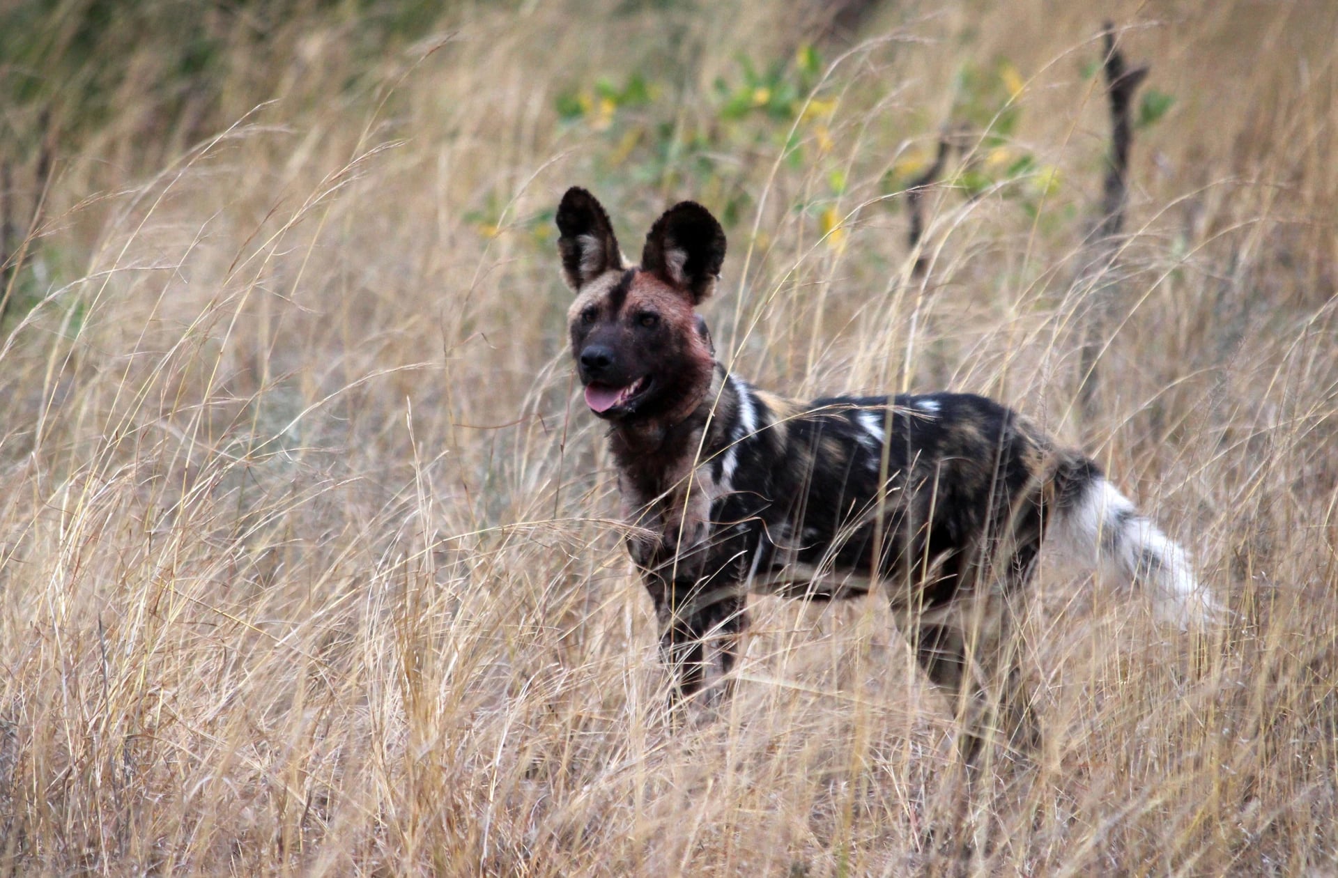 Afrikanischer Wildhund in Südafrika