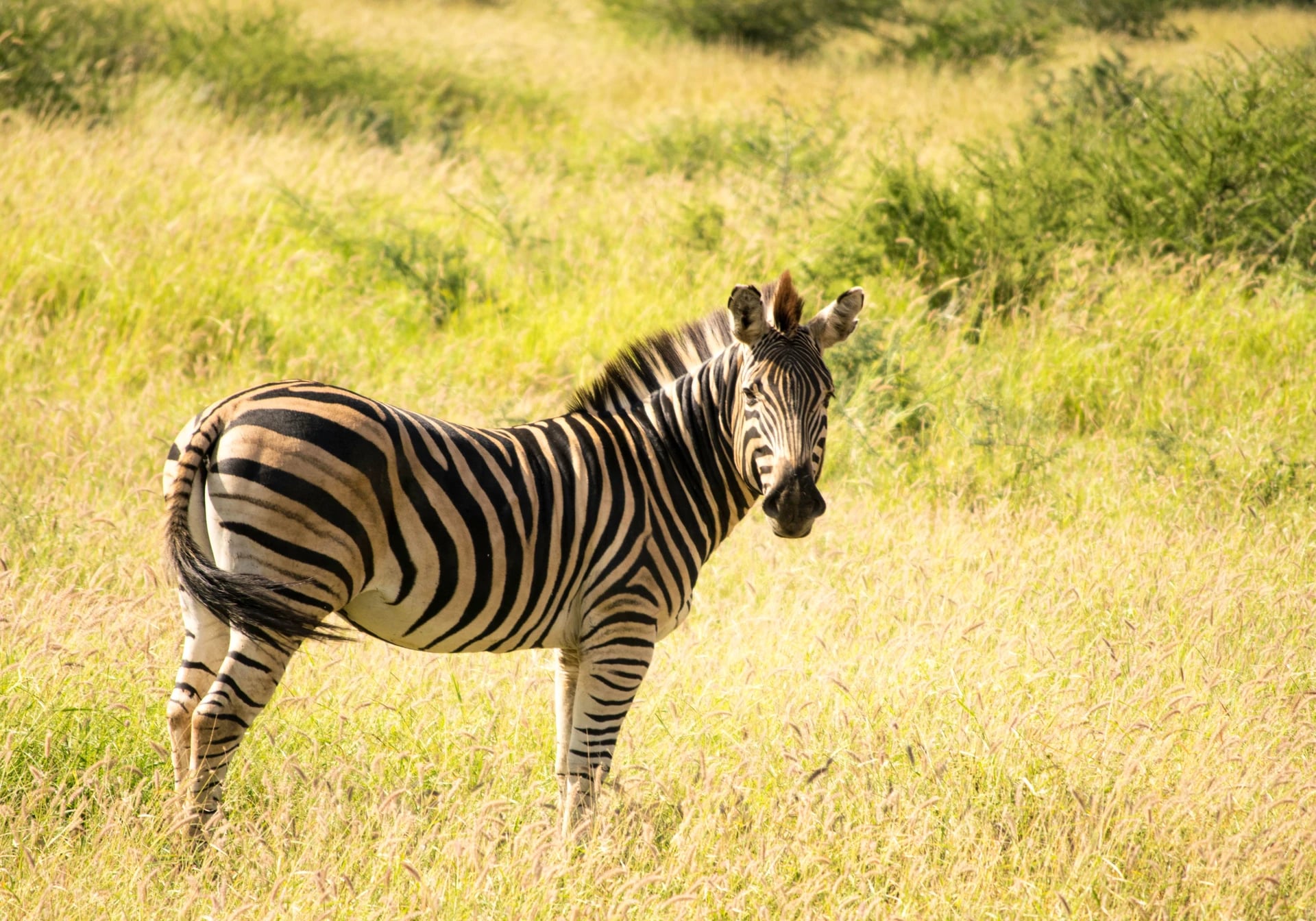 Zebra in Südafrika